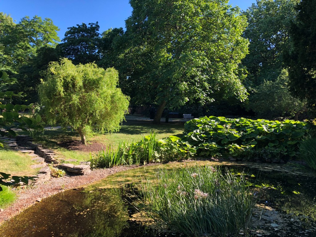 En damm omgiven av träd och gröna växter i De badande vännernas trädgård i Visby.