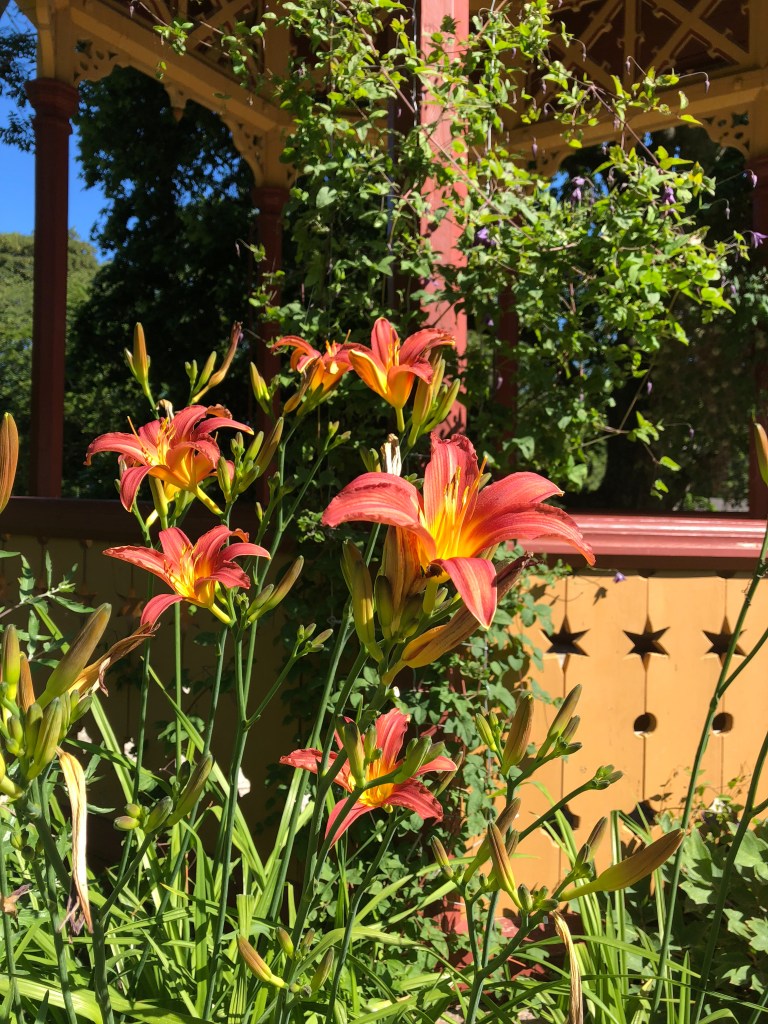 daglilja eller hemerocallis