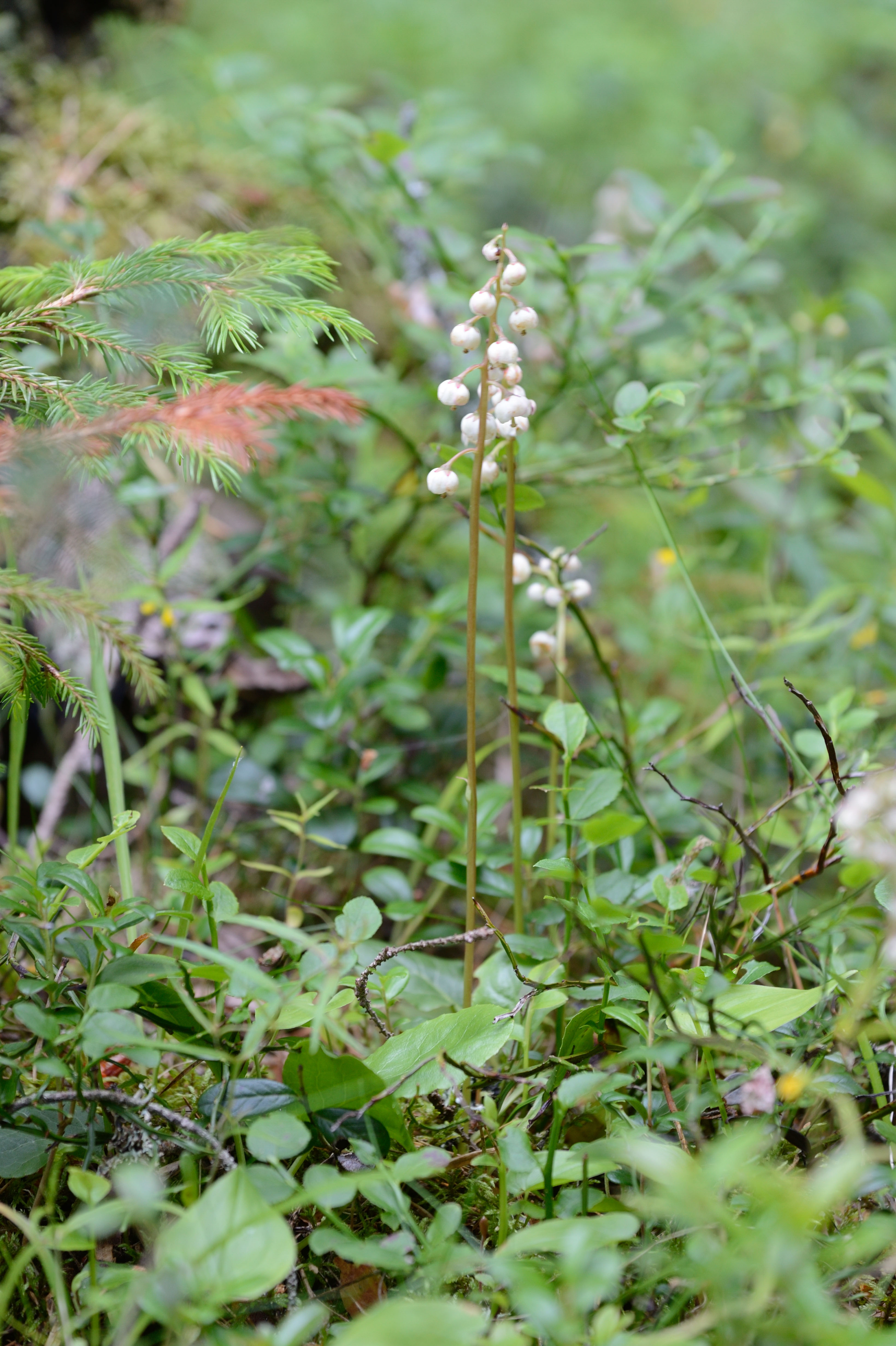 Pyrola