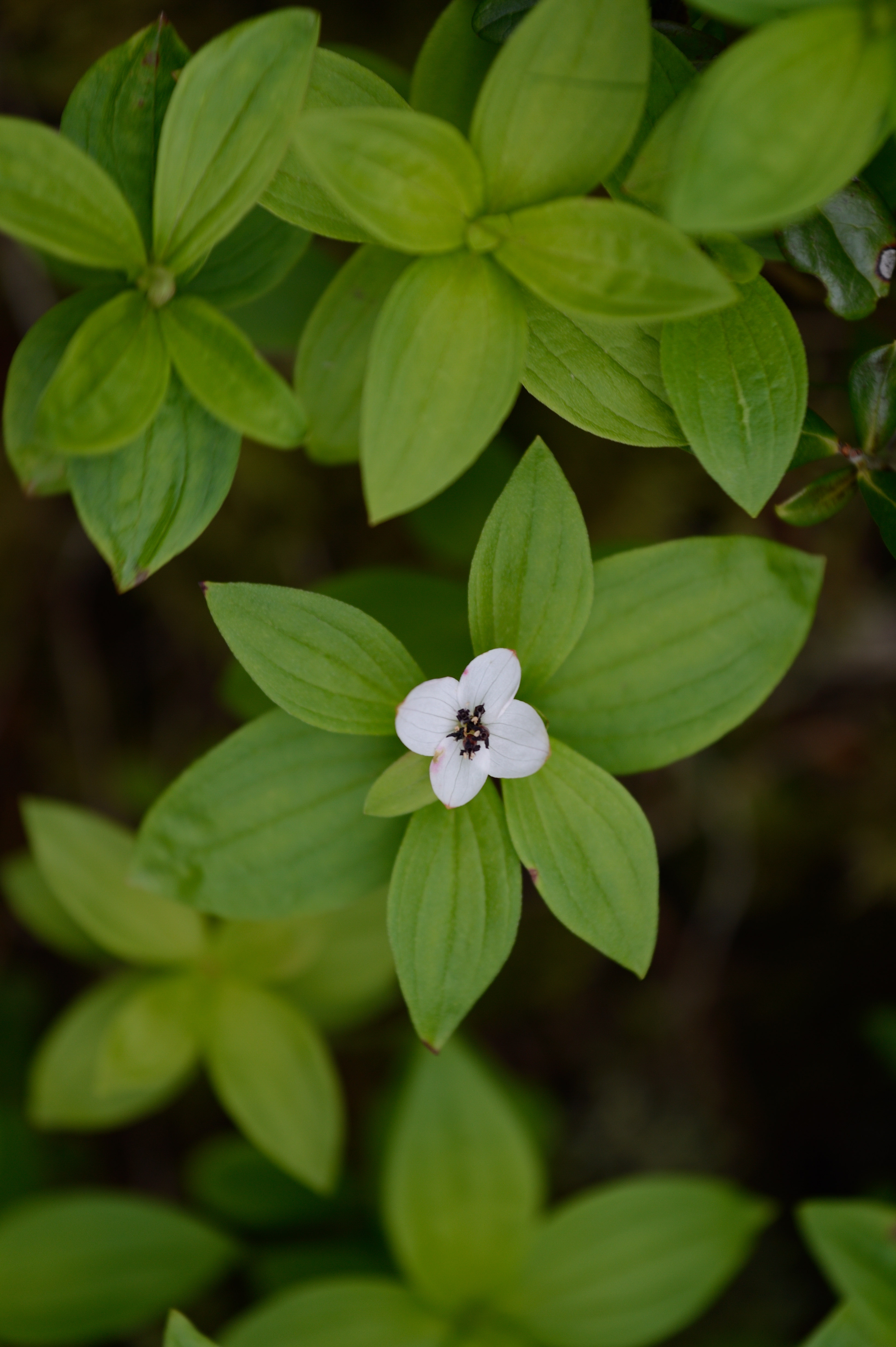 Hönsbär Cornus suecucia