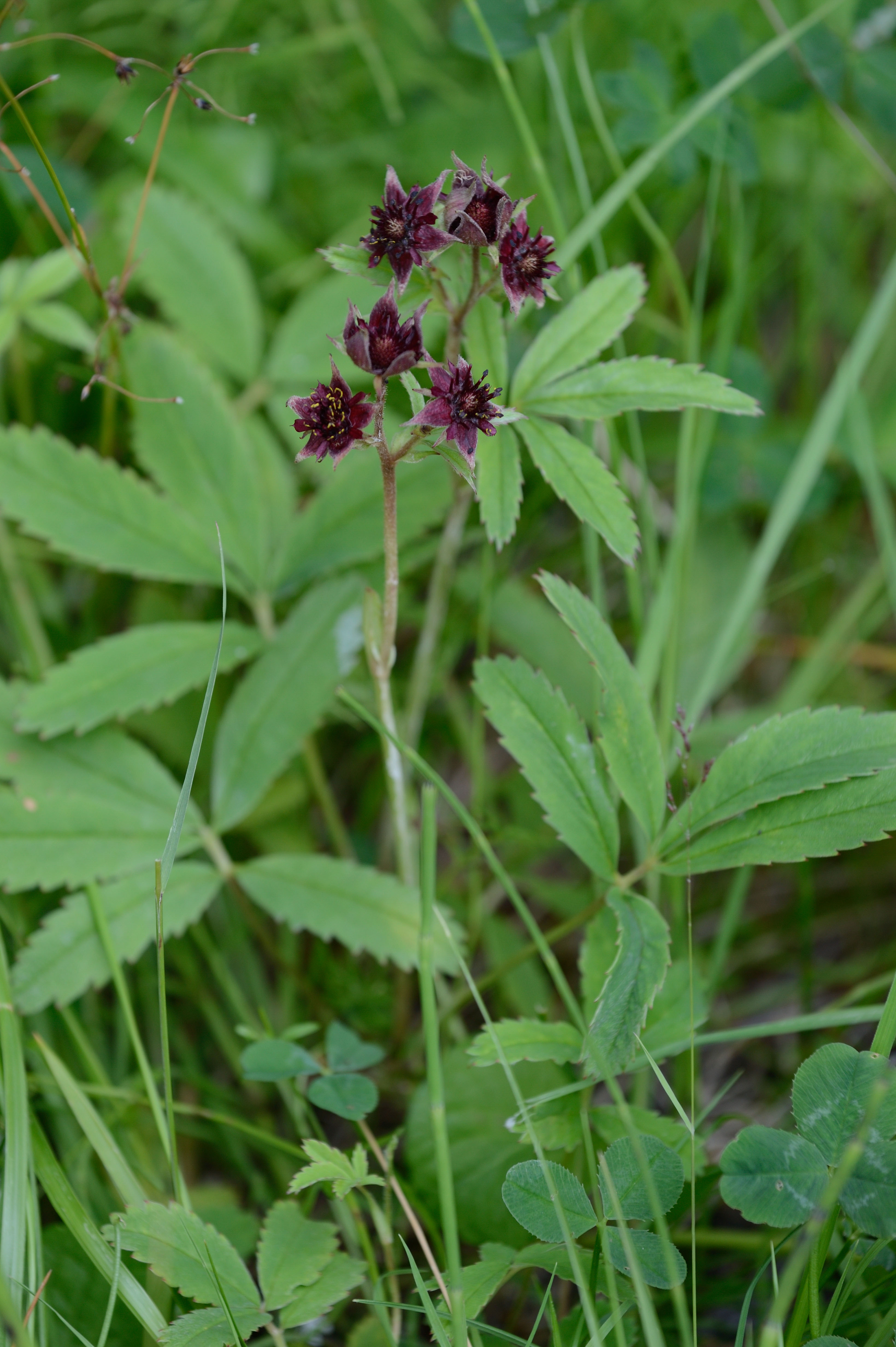 Kråkklöver Potentilla palustris