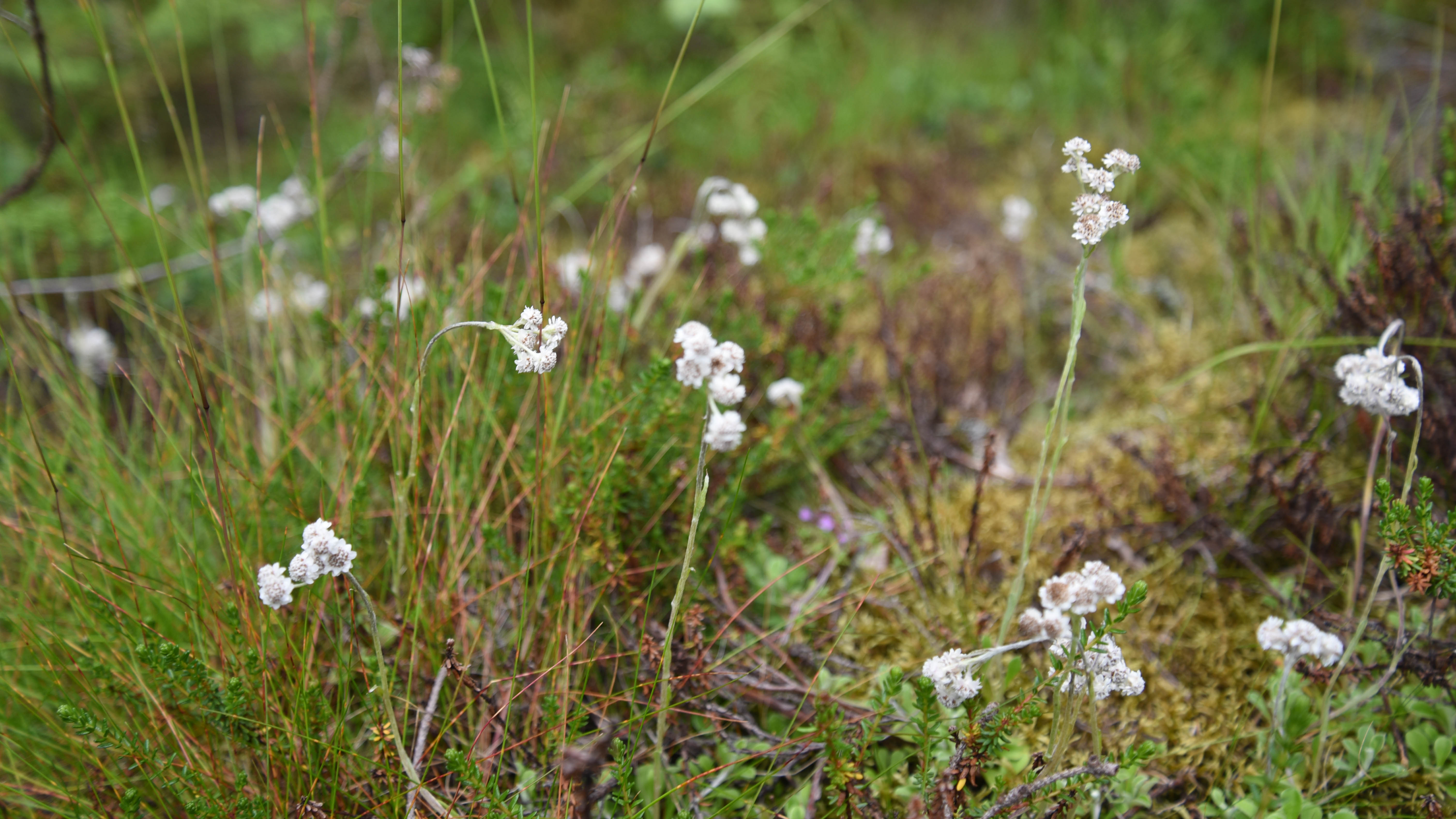 kattfot Antennaria dioica