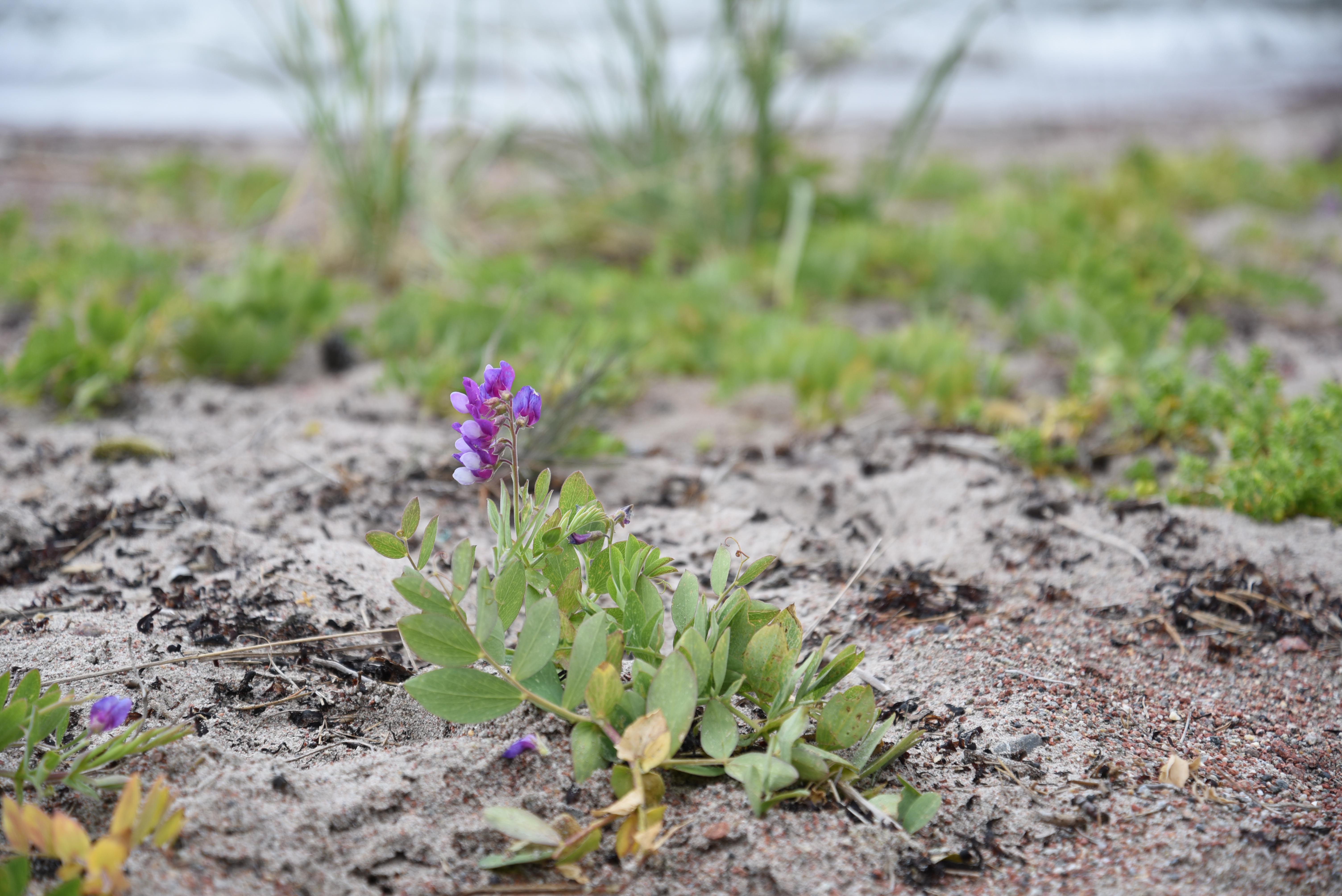 strandärt Lathyrus japonicus