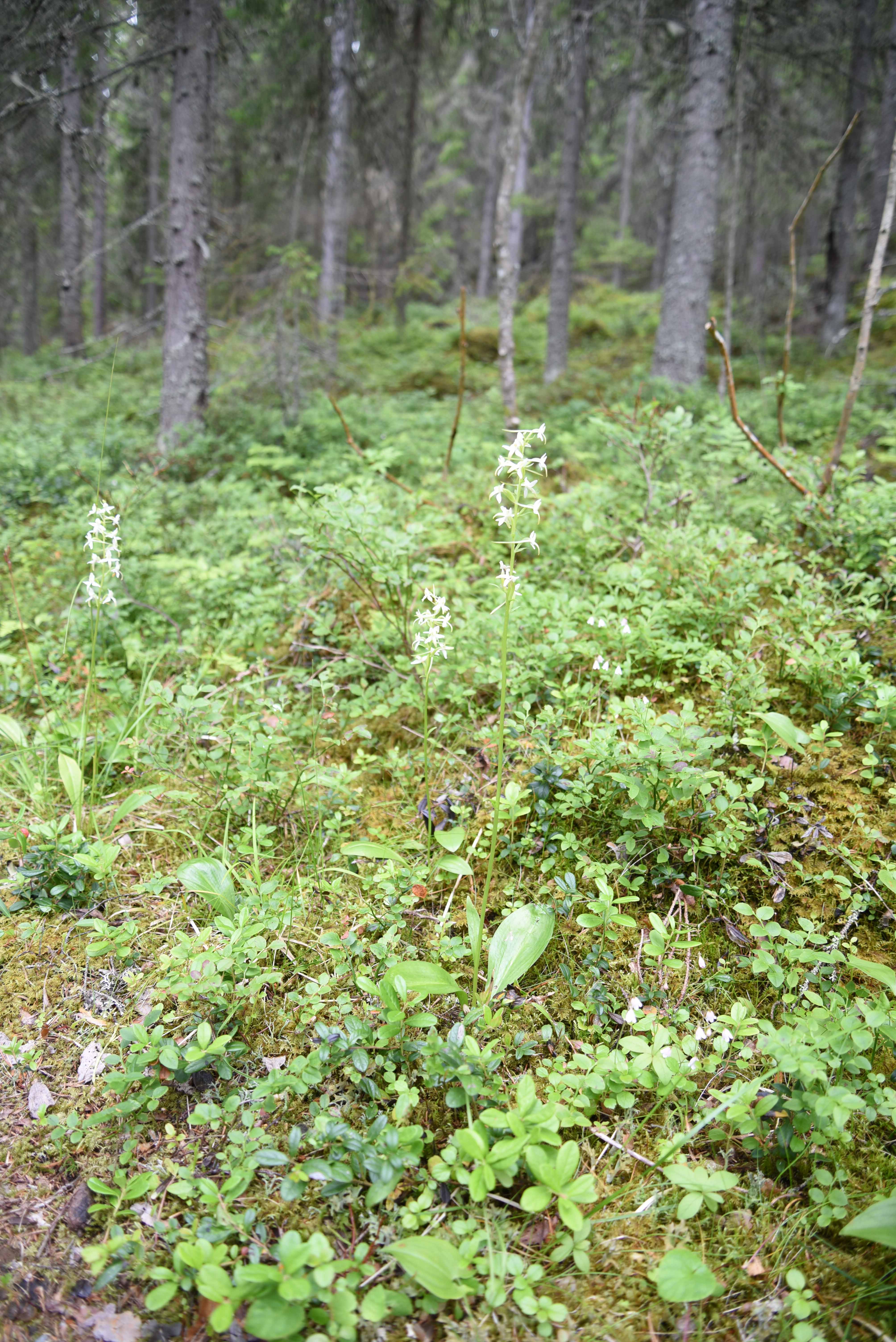 Nattviol Platanthera bifolia
